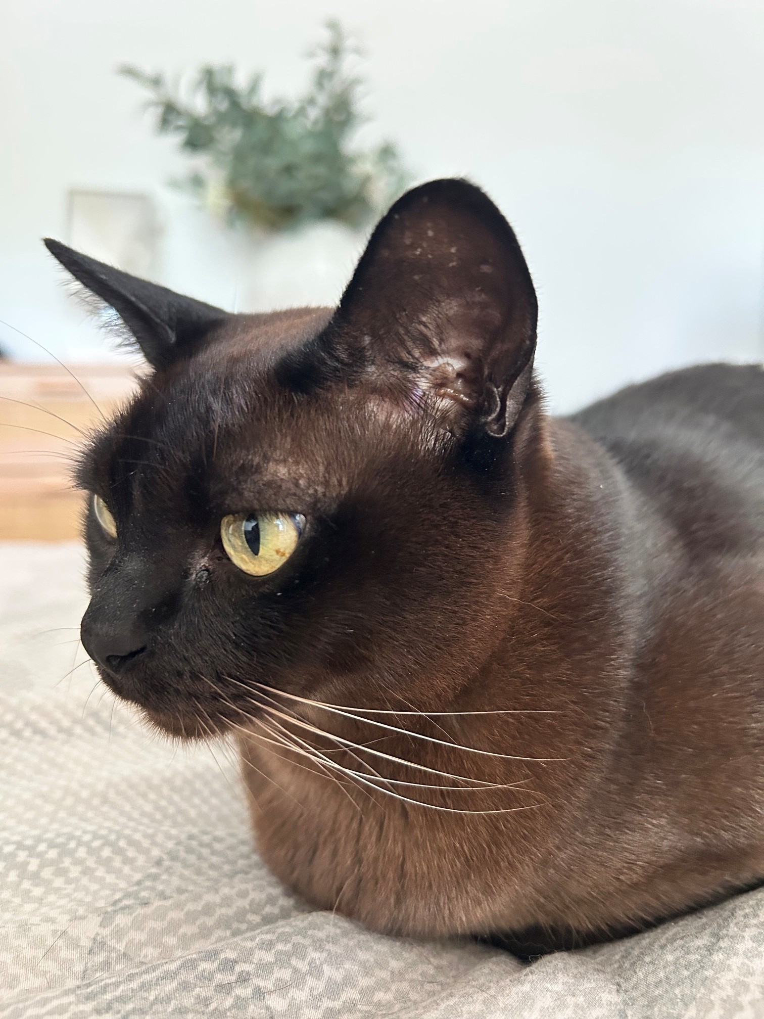 Billie, the real Burmese cat — she approved this photograph
