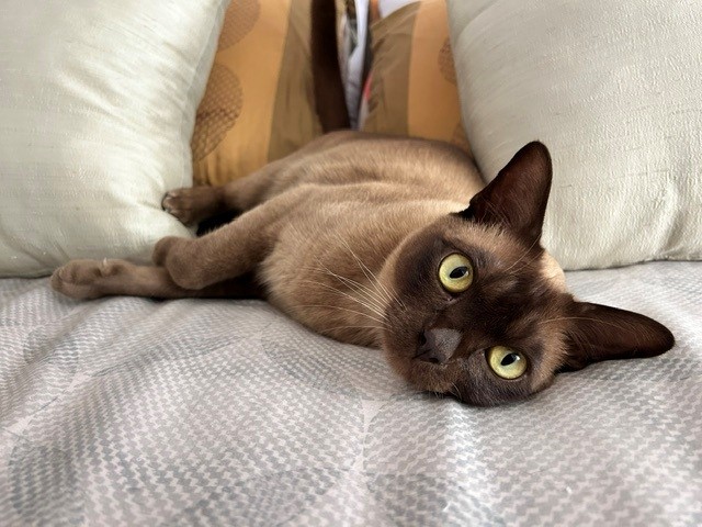 Oscar, the real Burmese cat — rarely this still